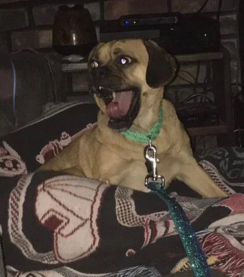 chloe 1.jpg