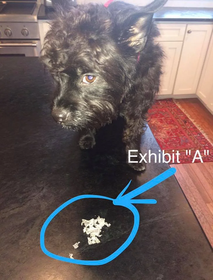 millie 1.jpg