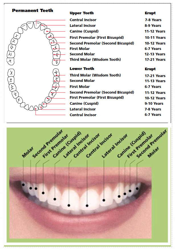 Permanent Teeth Chart