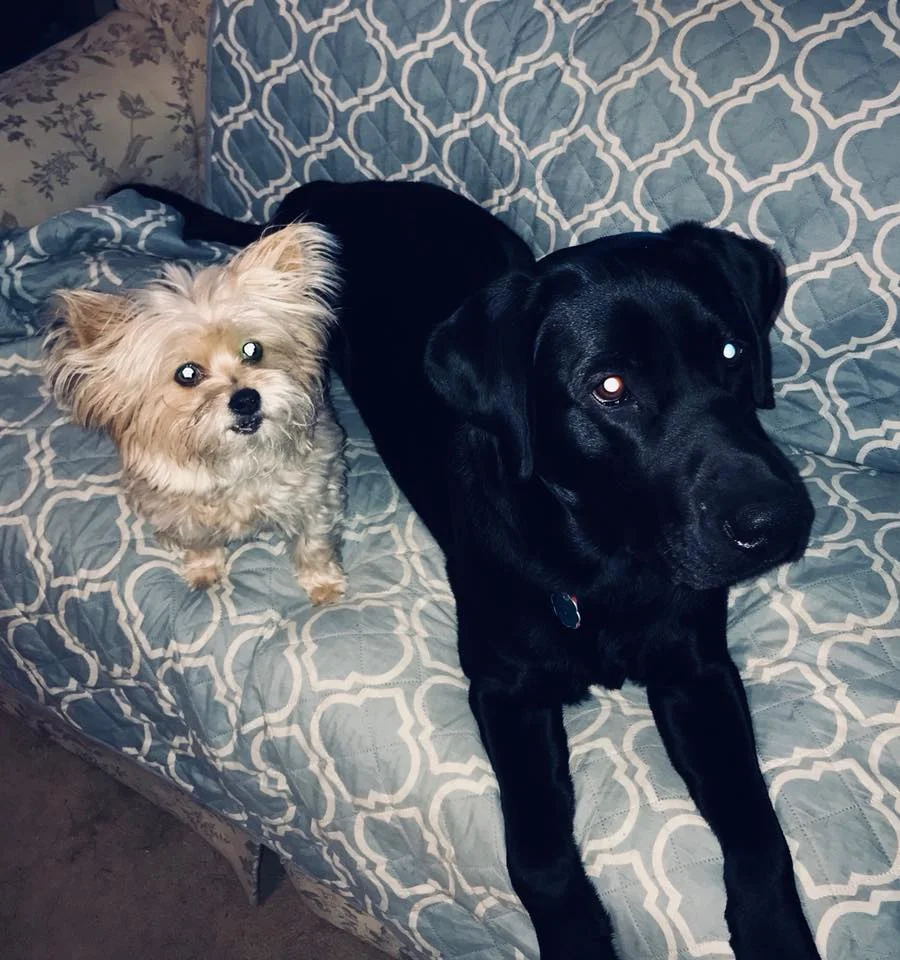 9 moley and zeus.jpg