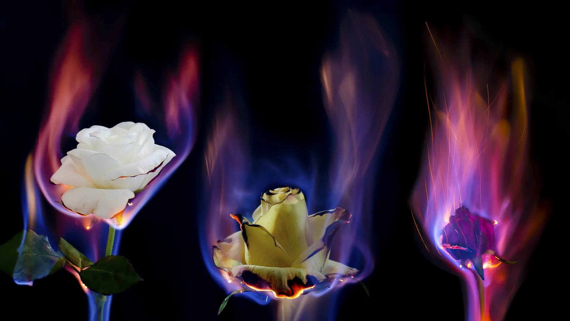 Fire Flowers Banner.jpg