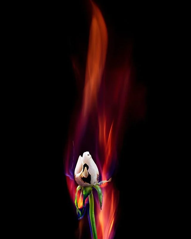 Set your life on fire. Seek those who fan your flames
&bull;
&bull;
&bull;
&bull;
&bull;
#photography #stilllifephotography #stilllife_perfection #still_life_mood #stilllifegallery #todays_simplicity #firephotography #fireflower #firephoto #burningfl