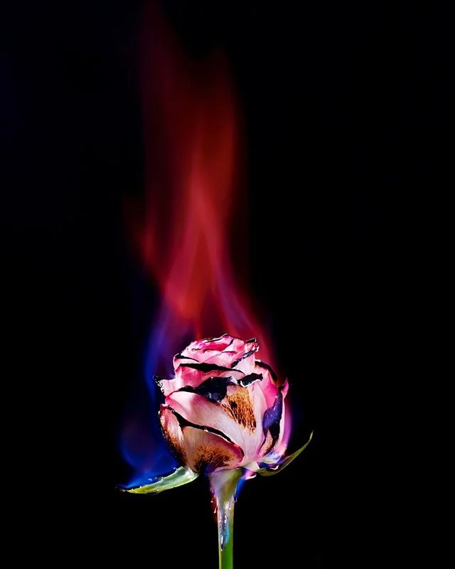 To burn always with this hard, gem-like flame, to maintain this ecstasy, is success in life.
&bull;
&bull;
&bull;
&bull;
&bull;
#photography #stilllifephotography #stilllife_perfection #still_life_mood #stilllifegallery #todays_simplicity #firephotog