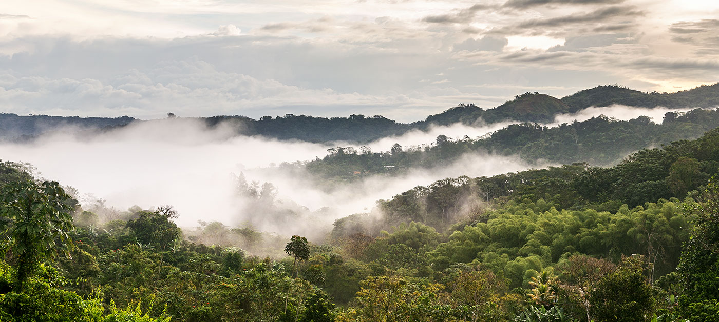 Neblina en Maricao, Puerto Rico f/10