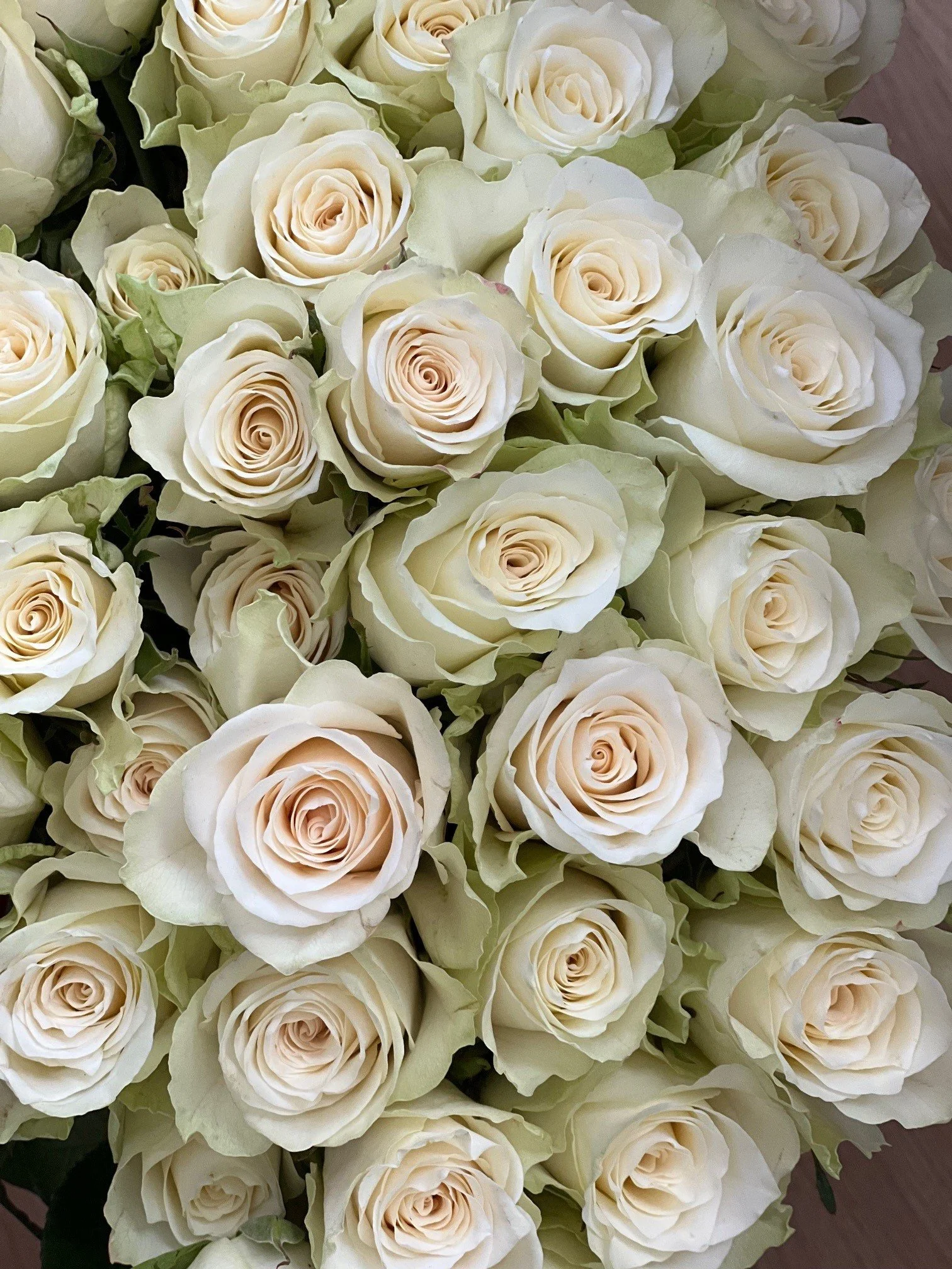 Full Bloom Begins Here!