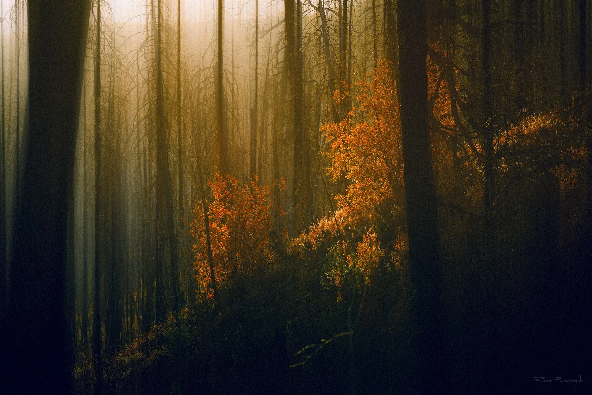 ATM_4804_Autumn_in_the_Burnt_Forest_w-sig.jpg