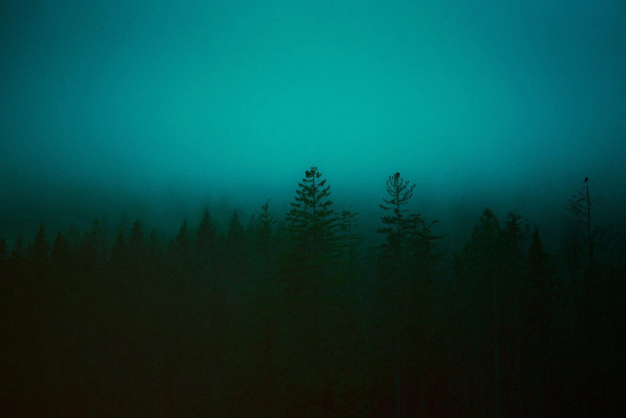 DSC_8494_Emerald_Darkness_2.jpg