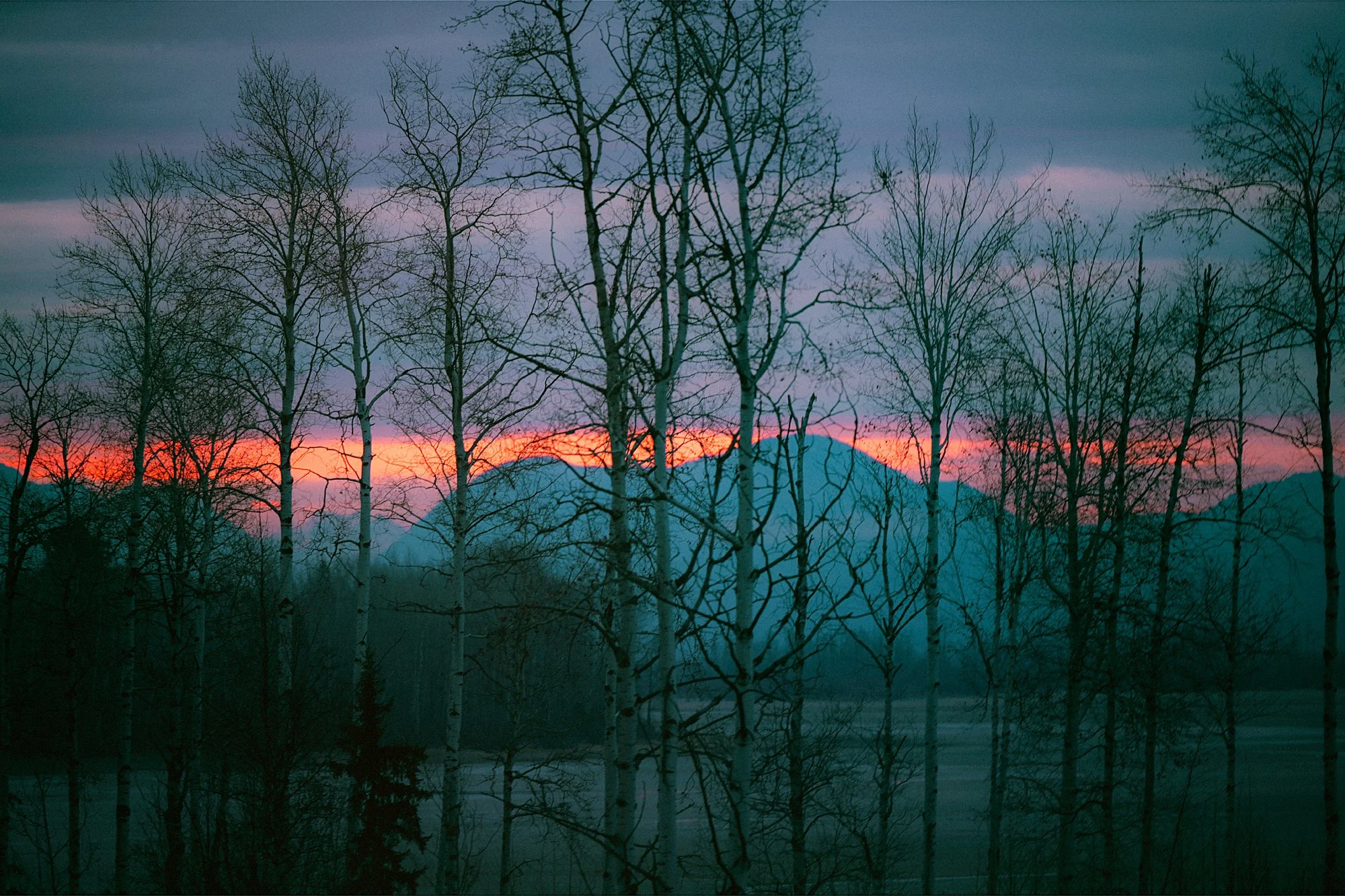 DSC_0001_Dawn_Light_Trees_1.jpg