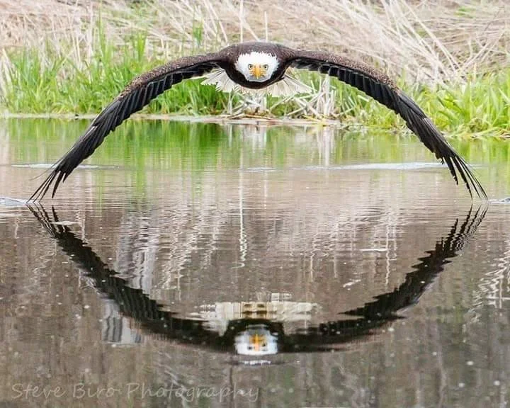Eagle eye.jpg