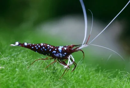 shrimp.jpg