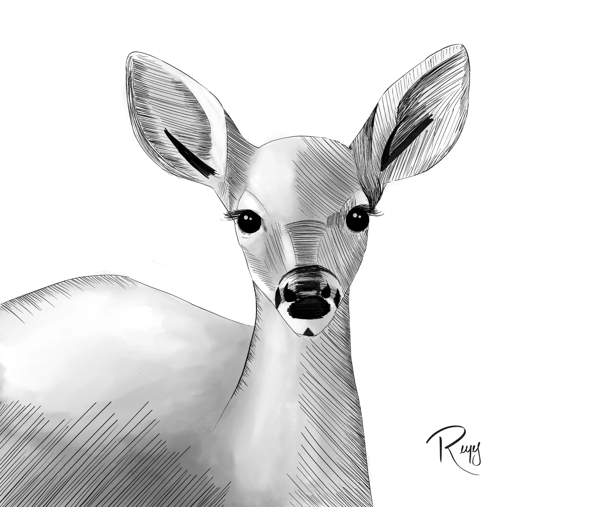 Day 5: Deer
