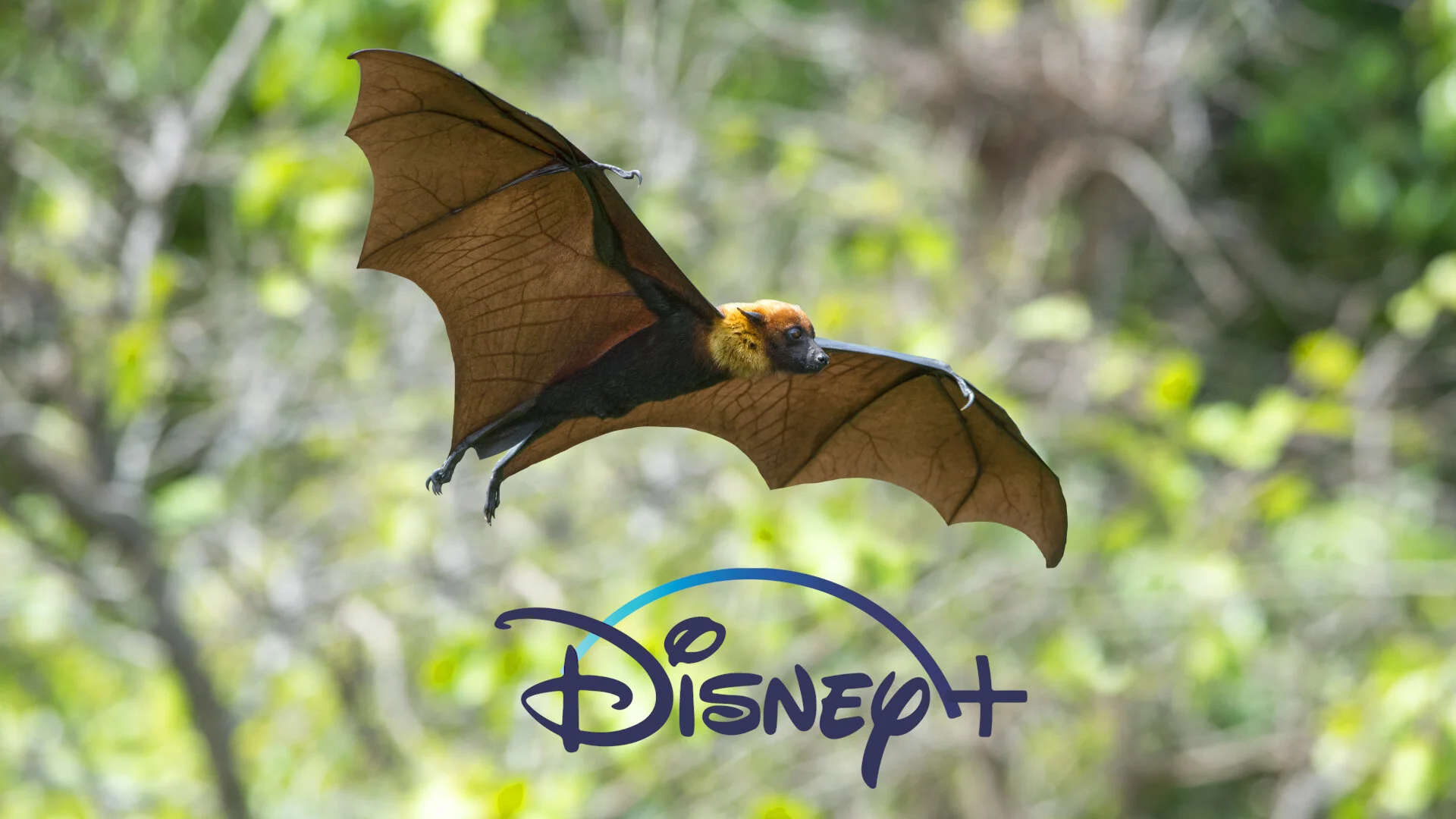 The Big Bib - Fibs In Focus: Bats