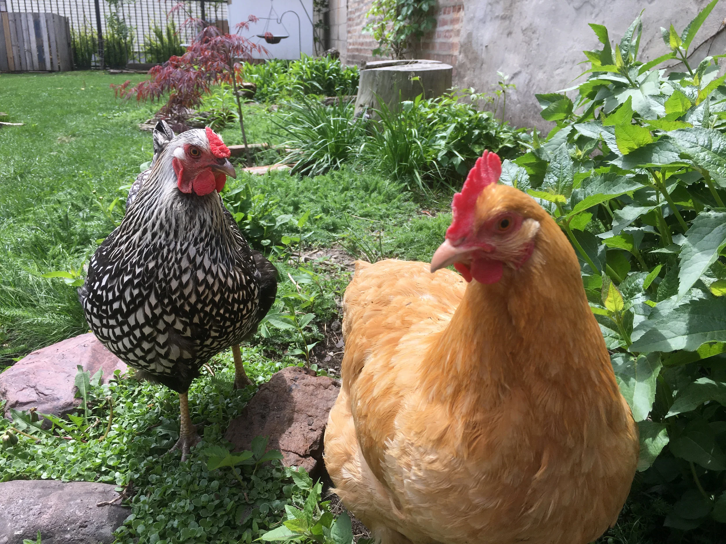 LP_Backyard-01.jpg