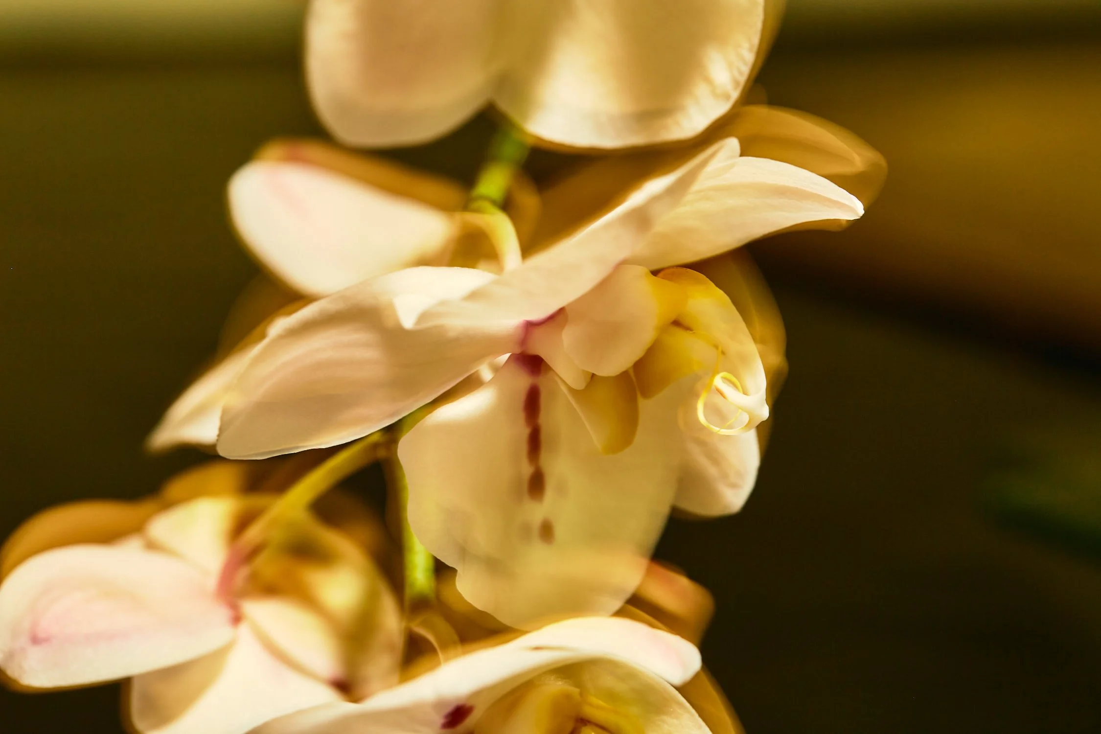 2022-02-18 G-FLASH 4 16.jpeg