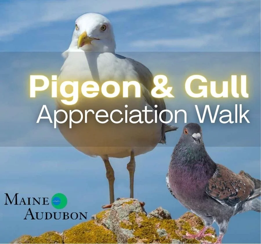 graphic for Pigeon & Gull Appreciation Walk