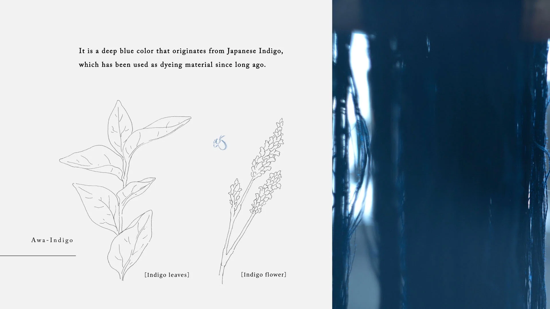 Ai Tokushima The Story Of Japan Blue Drawing Tokushima
