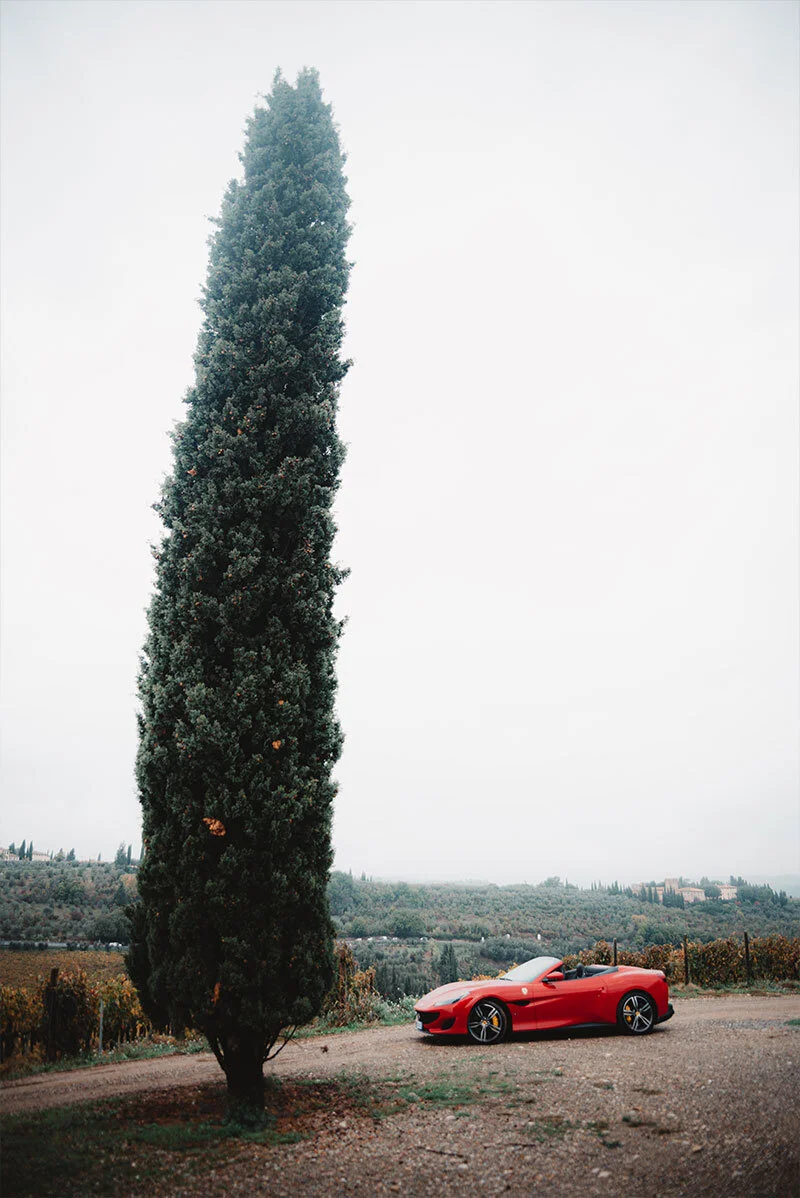 Rarri Tree.jpg