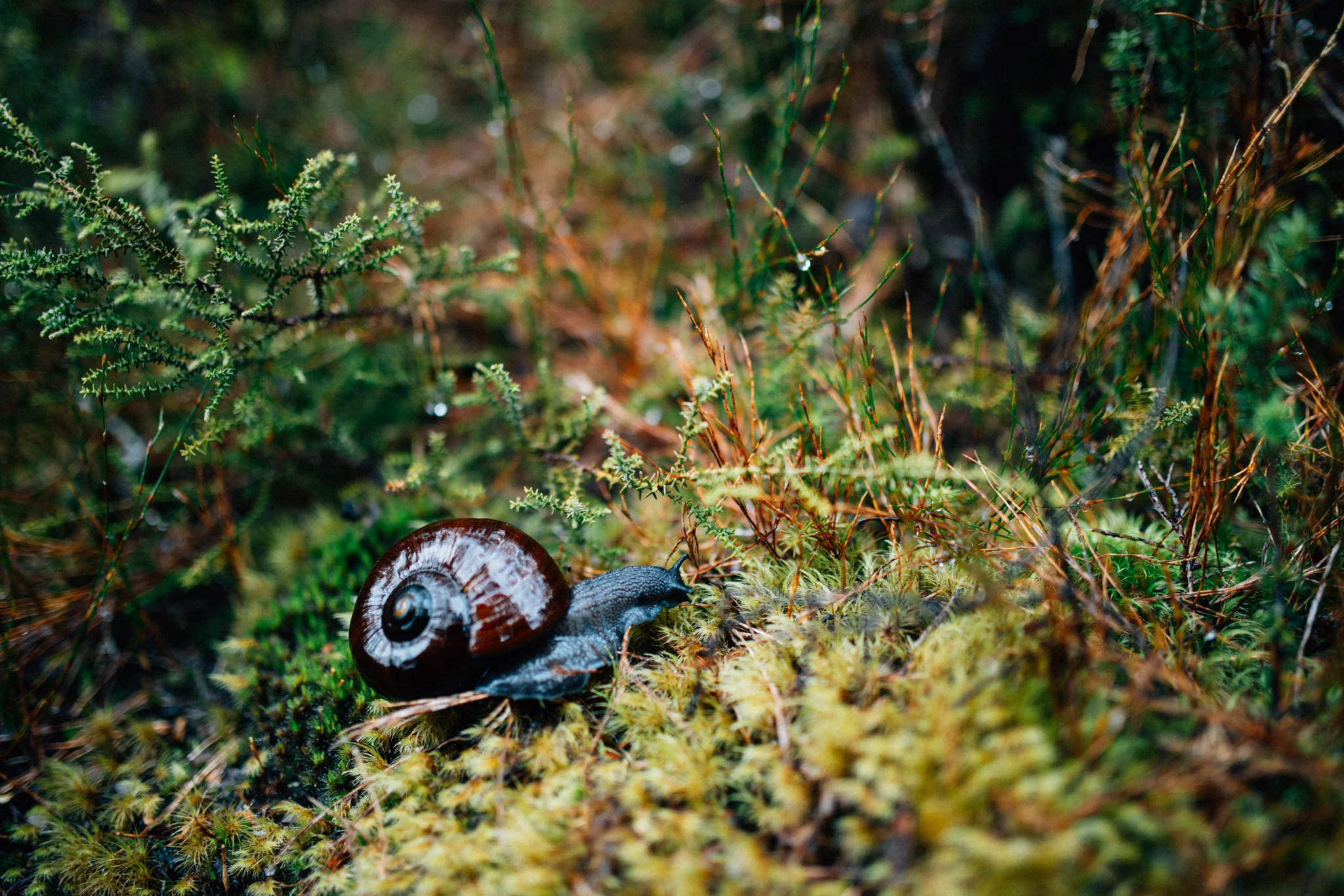 This is a very large snail. Those aren't twigs... Those are trees!