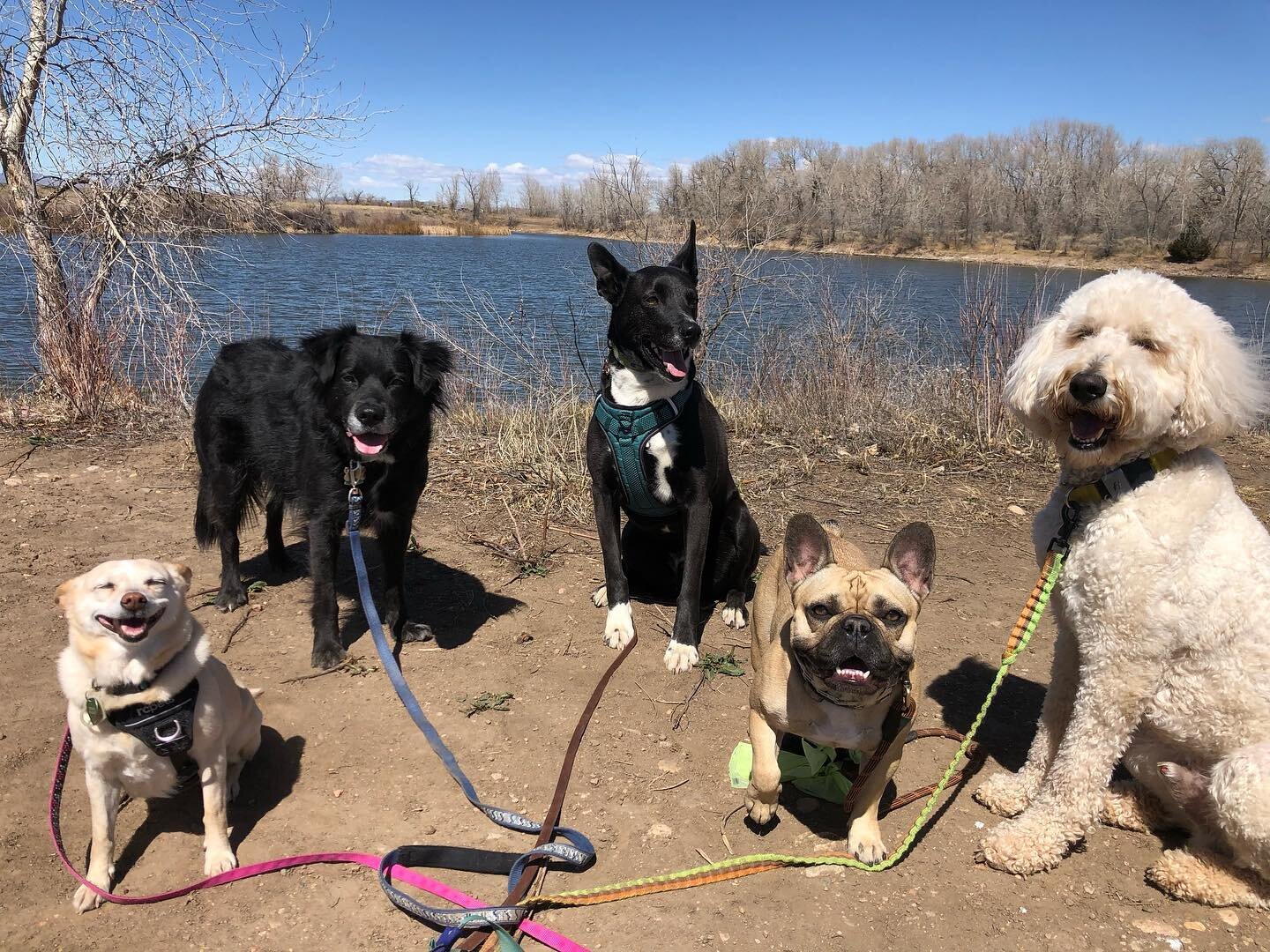 The pack life! Happy Friday Fort Collins #pawplaydate #dogsoffortcollins #fortcollins #fortcollinscolorado #fortcollinsdogs #dogsofchattanooga