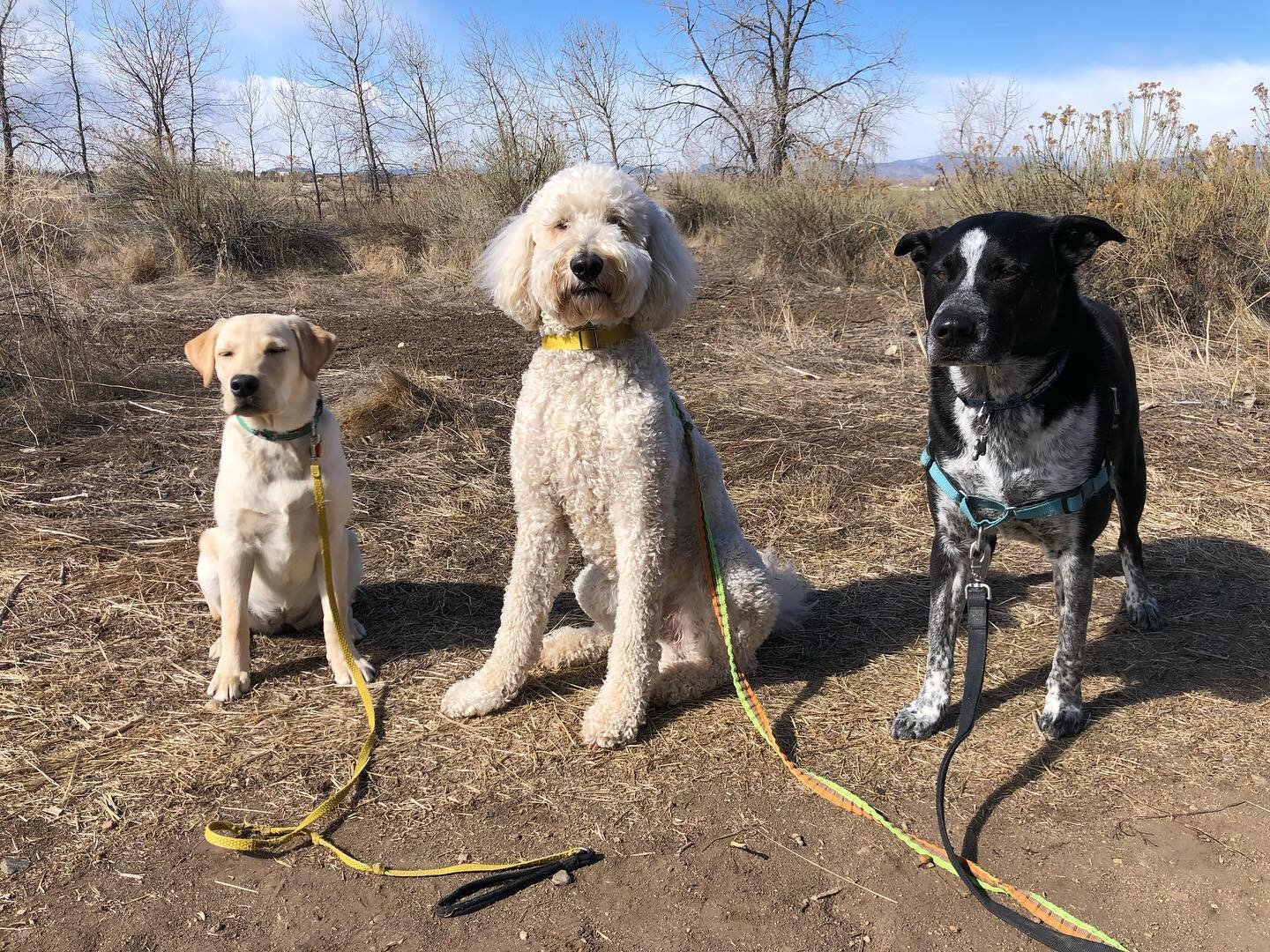 What a pack ❤️#dogsoffortcollins #fortcollinsdogs