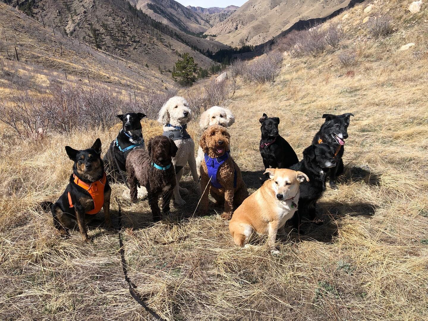 Today was the  last off leash hike of the season! Paw Play Date dogs are the best ❤️#dogsoffortcollins #fortcollinsdogs #pawplaydate #dogsofchattanooga