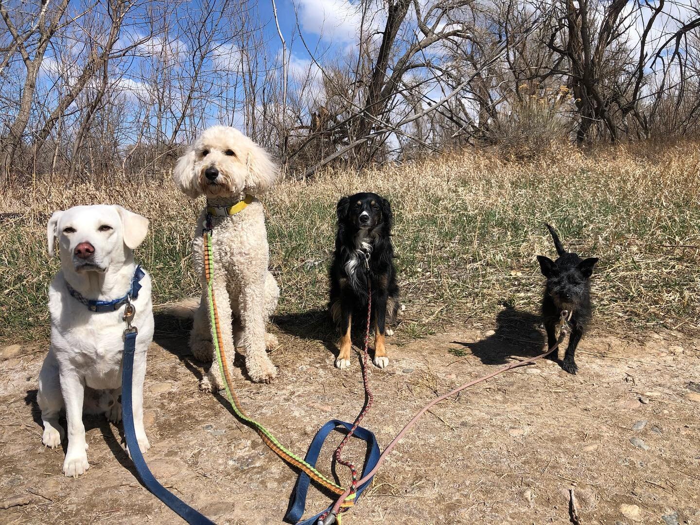 Mid week fun! #pawplaydate #dogsoffortcollins #fortcollinsdog #dogsofchattanooga