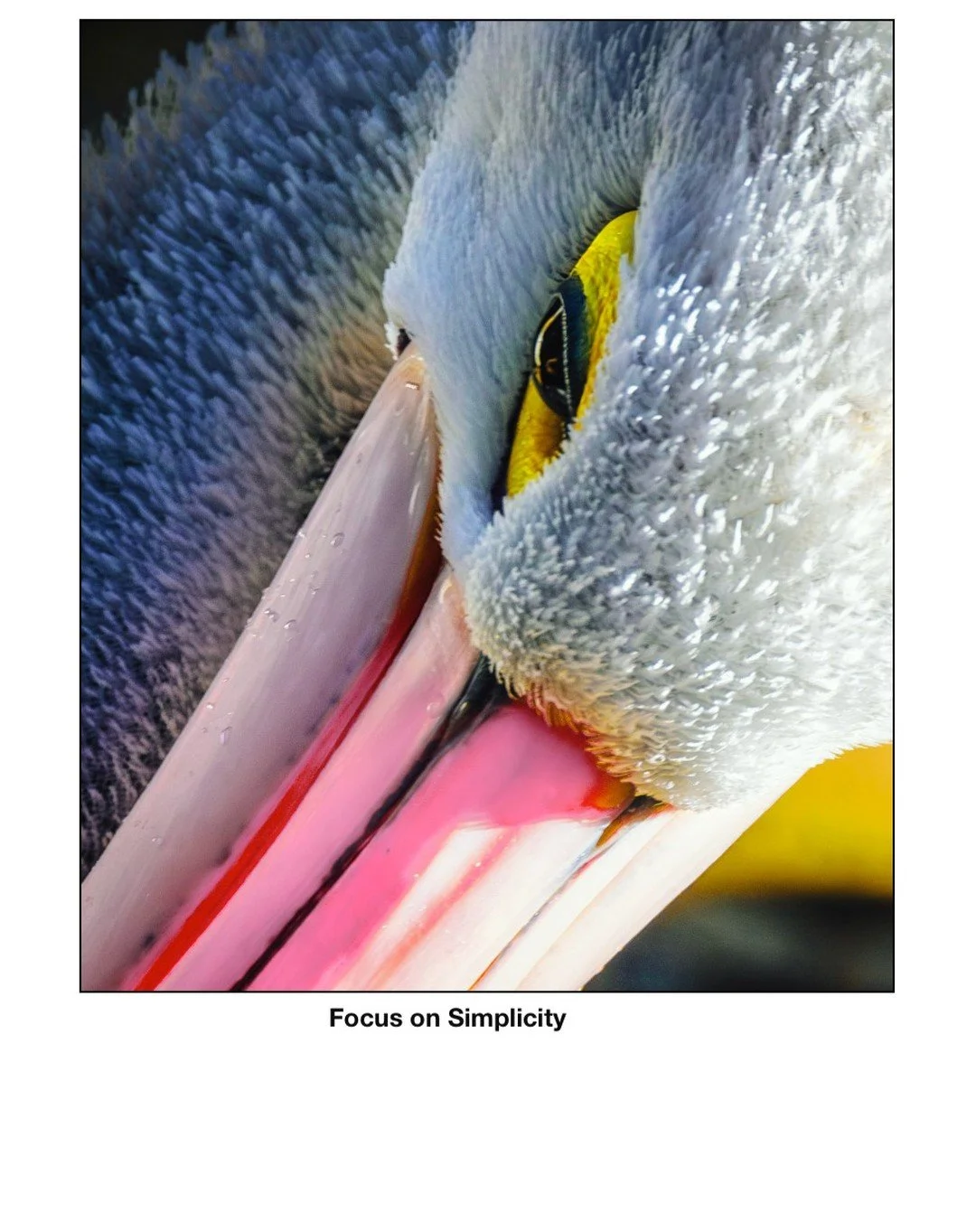 Australian pelican