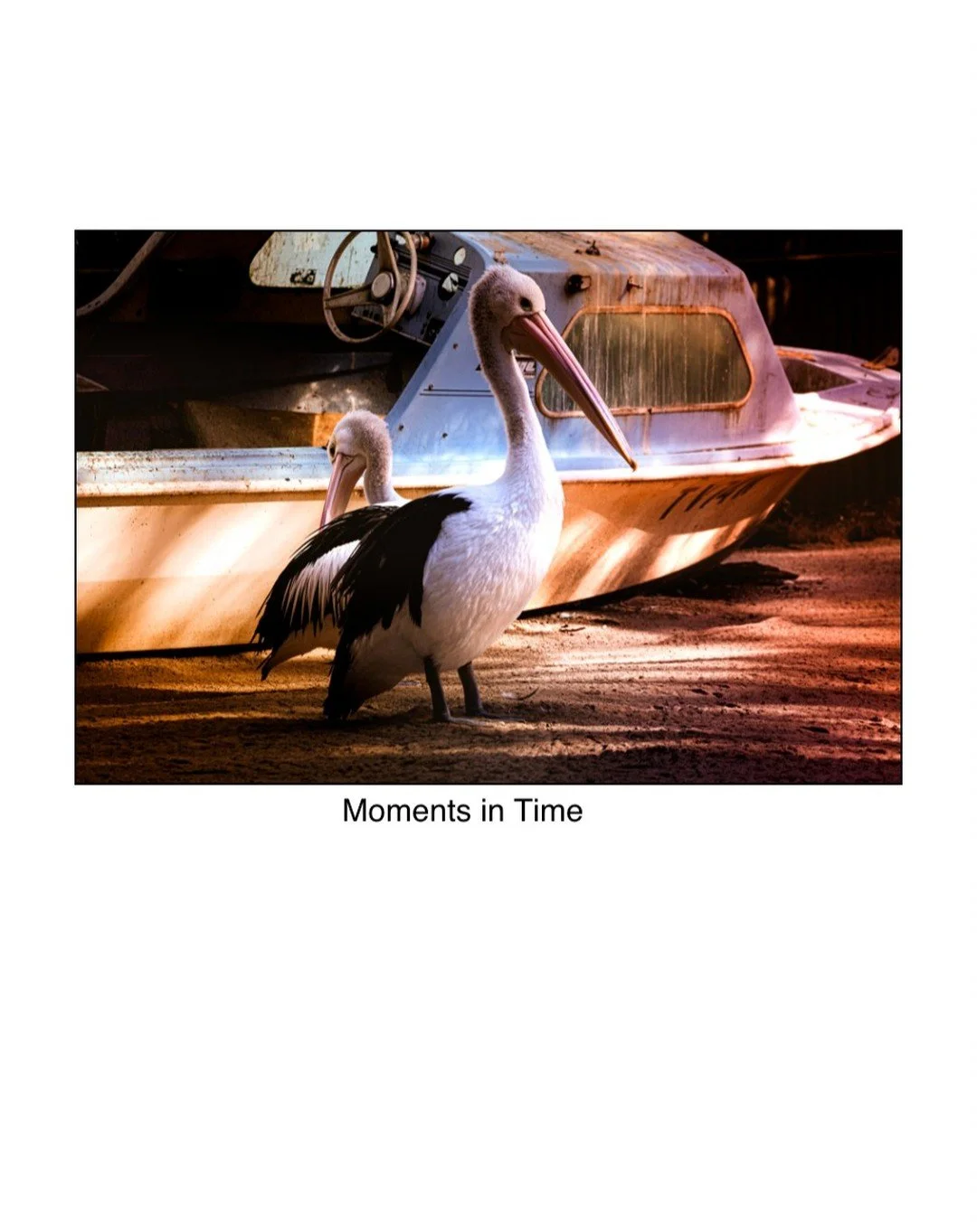 Australian pelican
Birds