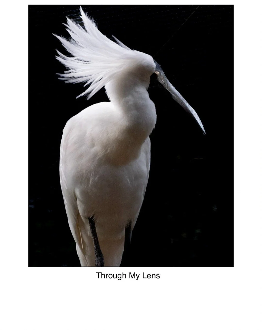 White spoonbill