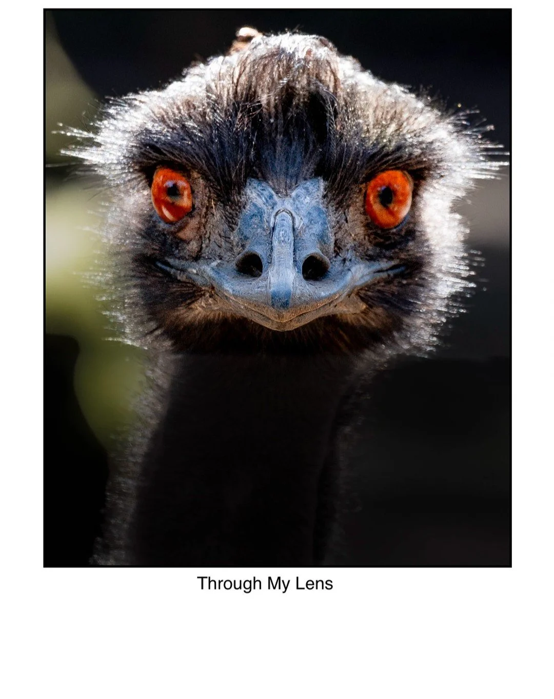 Emu