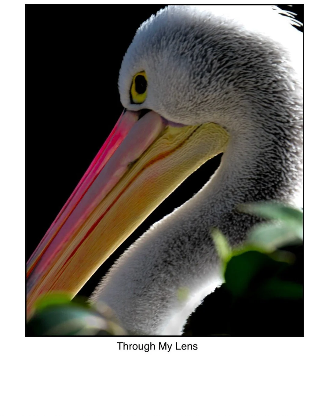 Australian pelican