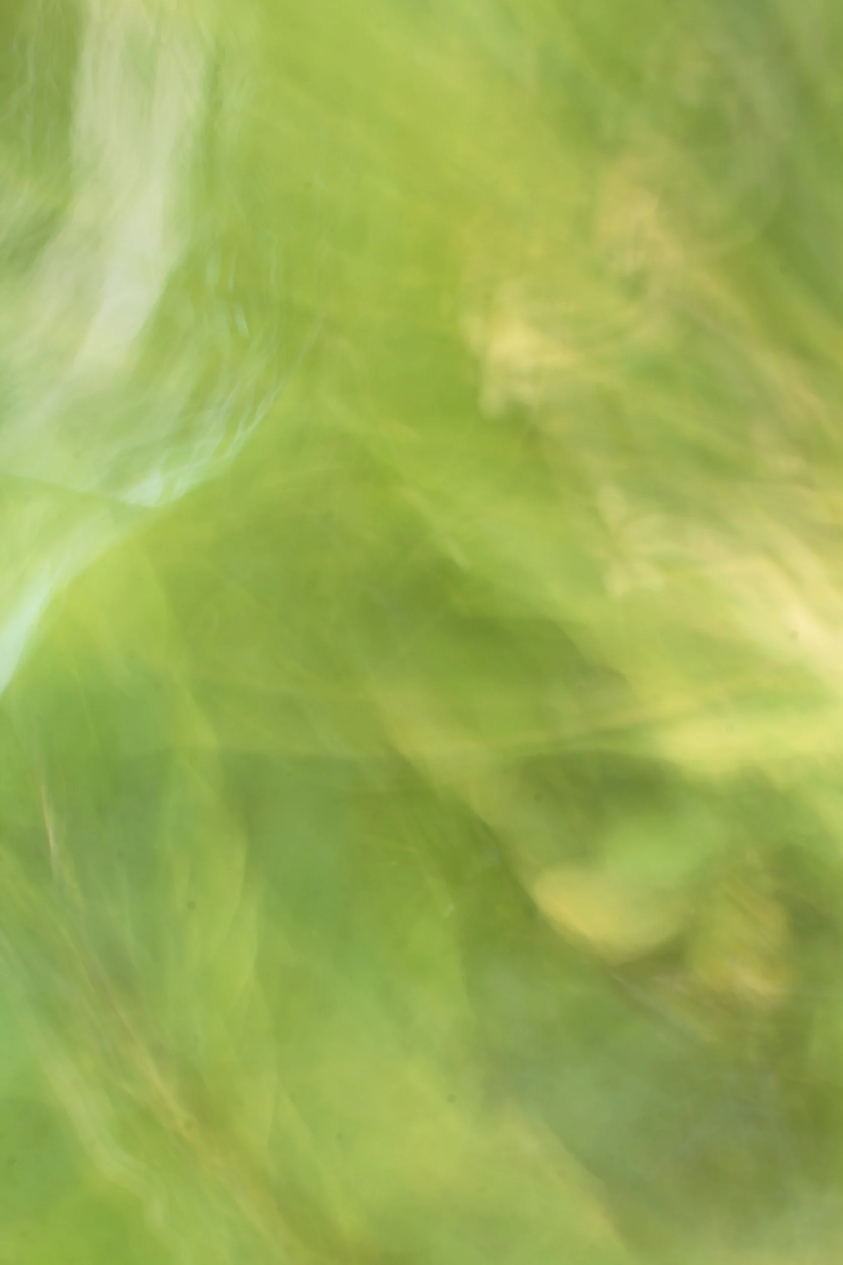 forever green