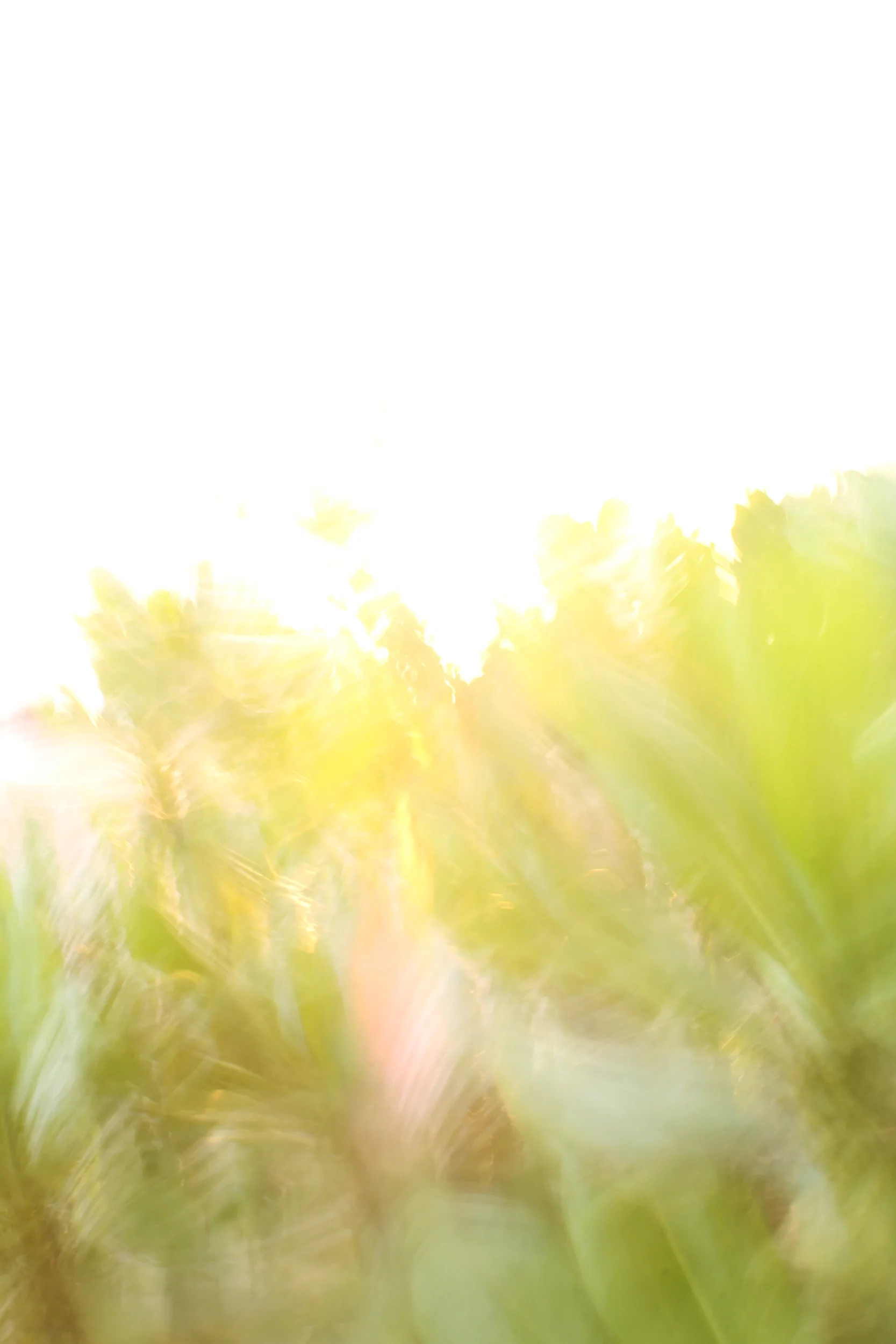 donna_pinter_incandescence.jpg