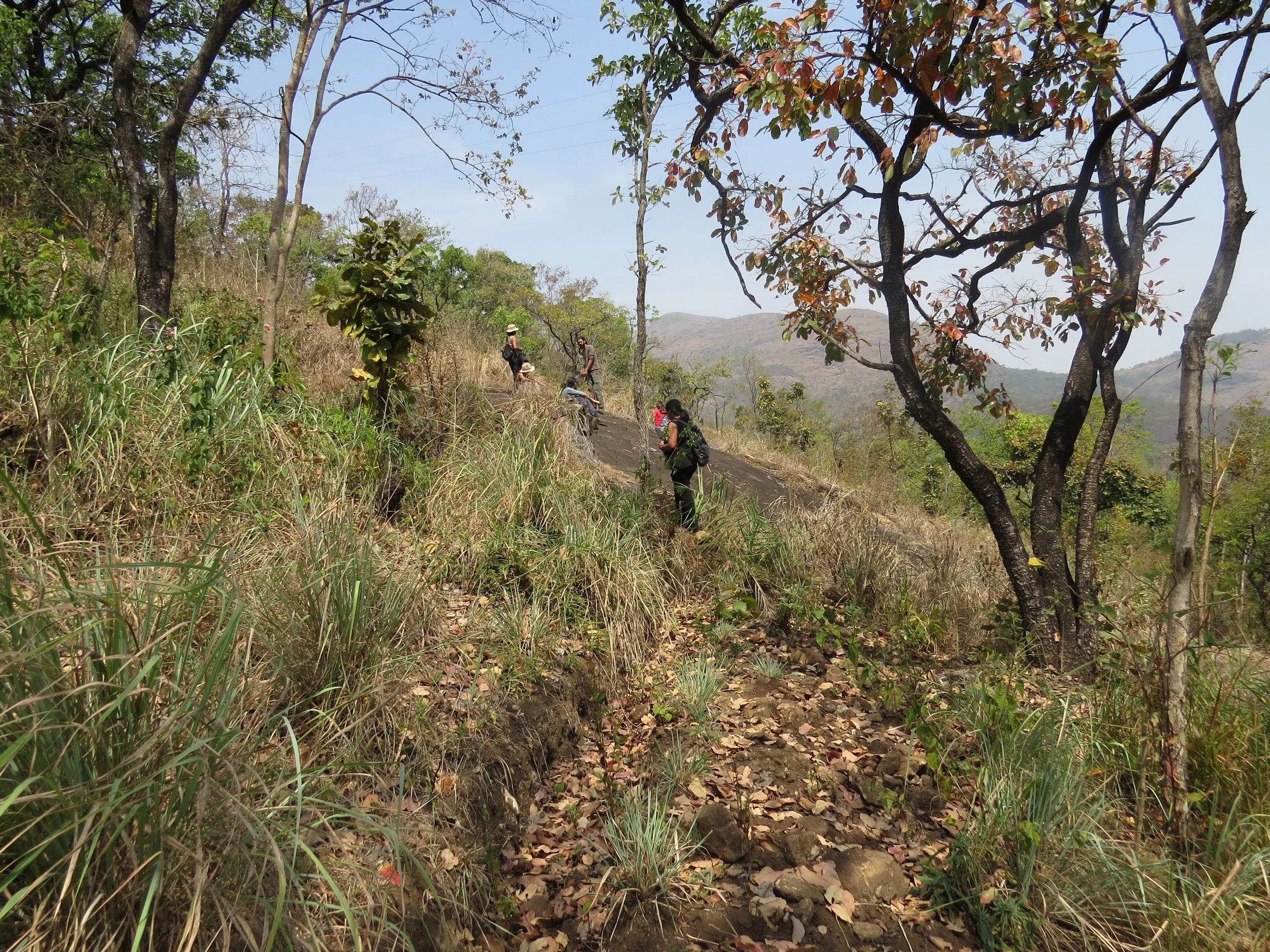 Higher areas of site, with sparse vegetation, grasses and rocky slopes
