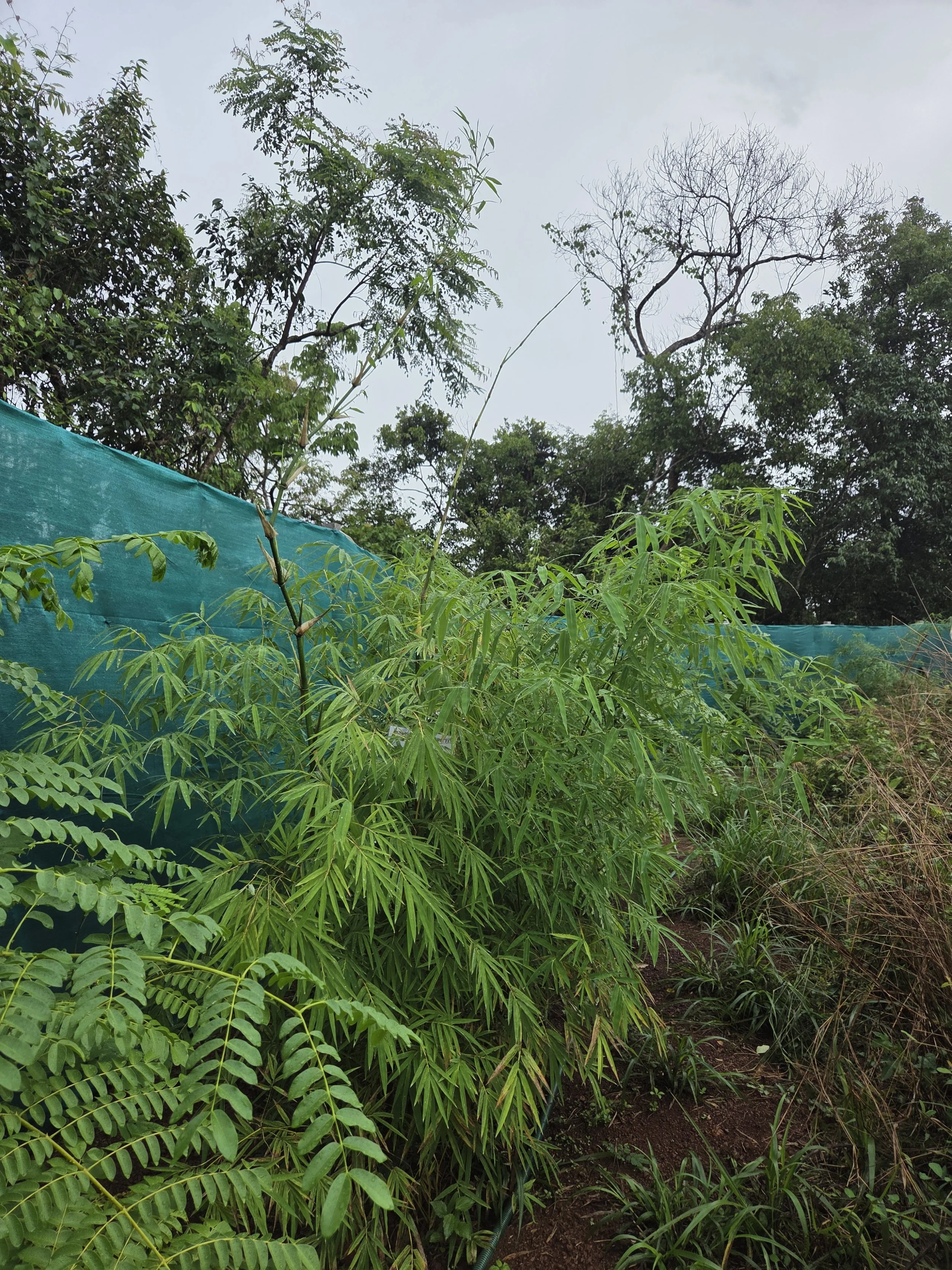 Living fence in 6 months (Dendrocalamus Strictus)