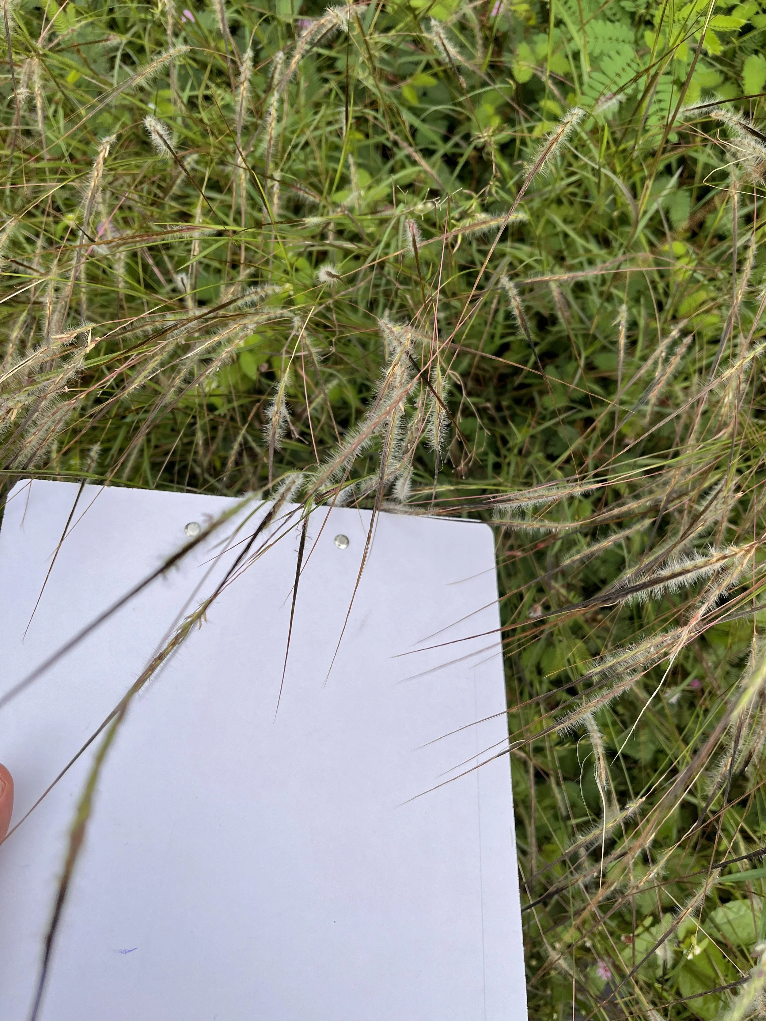 grassID.jpg