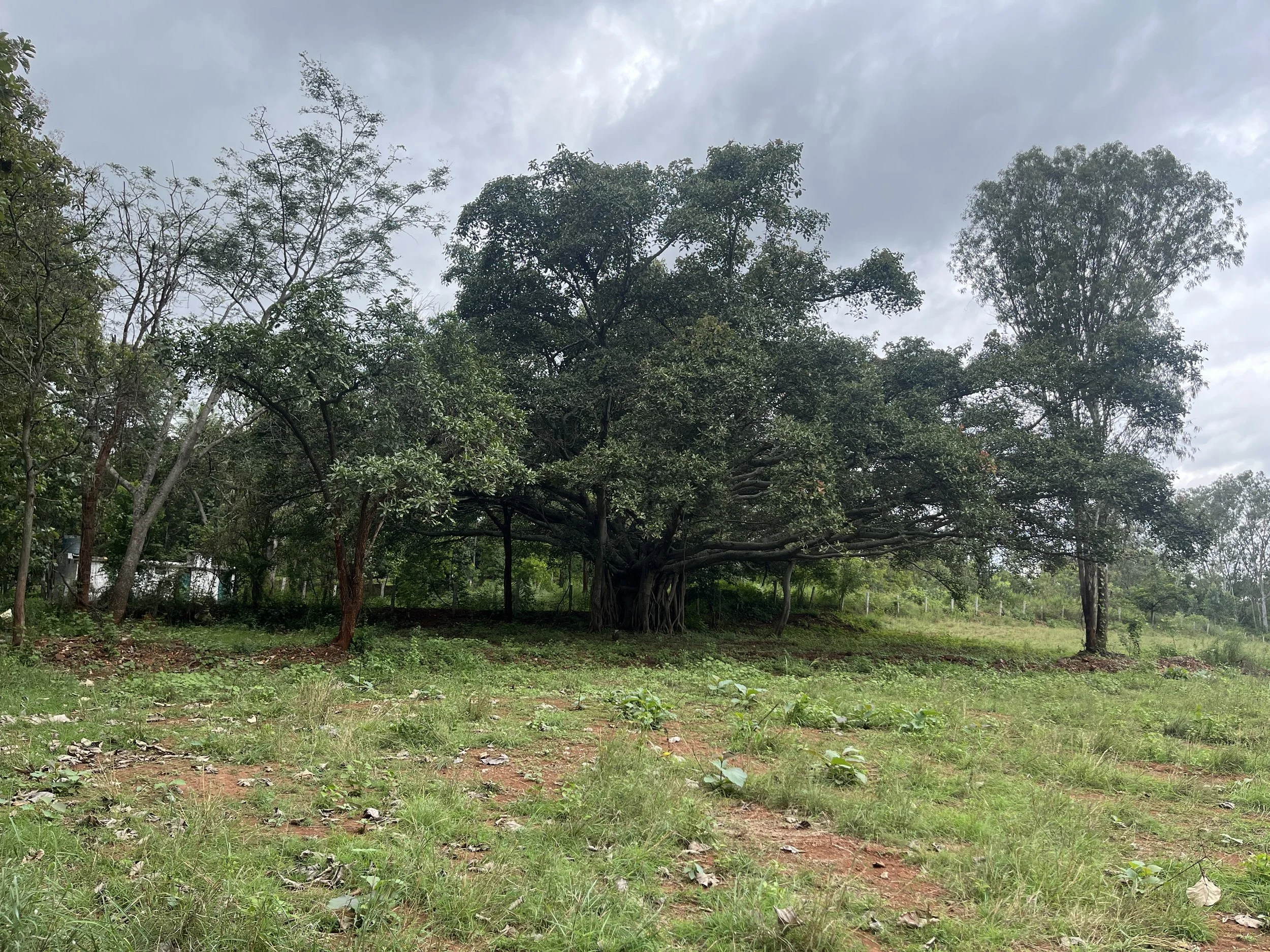 View of site and banyan