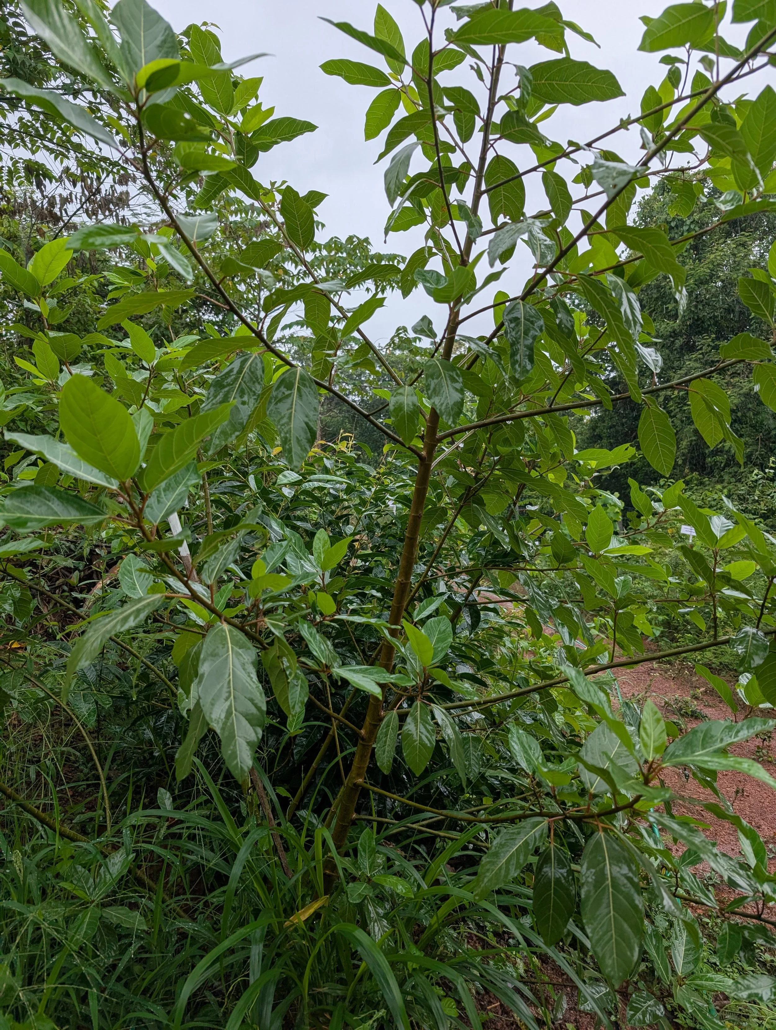 Ficus racemosa after 6 months of planting