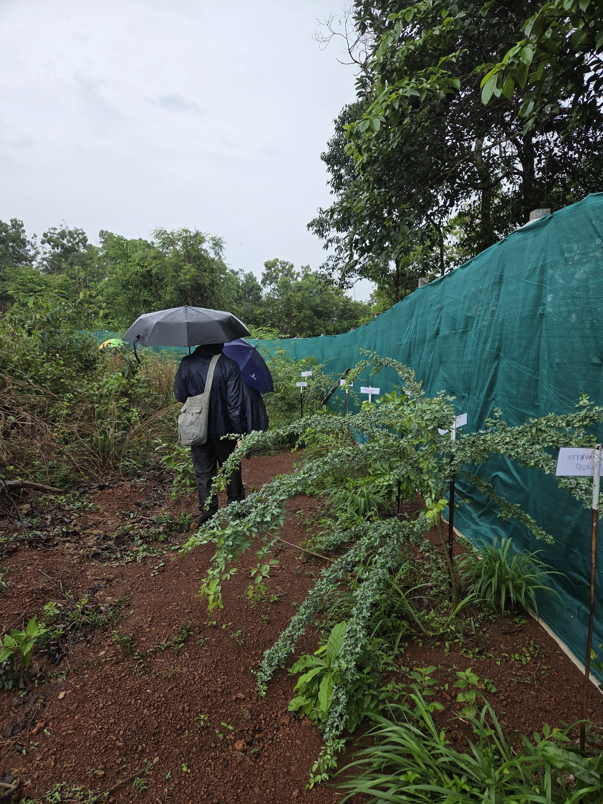 Living fence in 6 months (Pithecellobium Dulce)