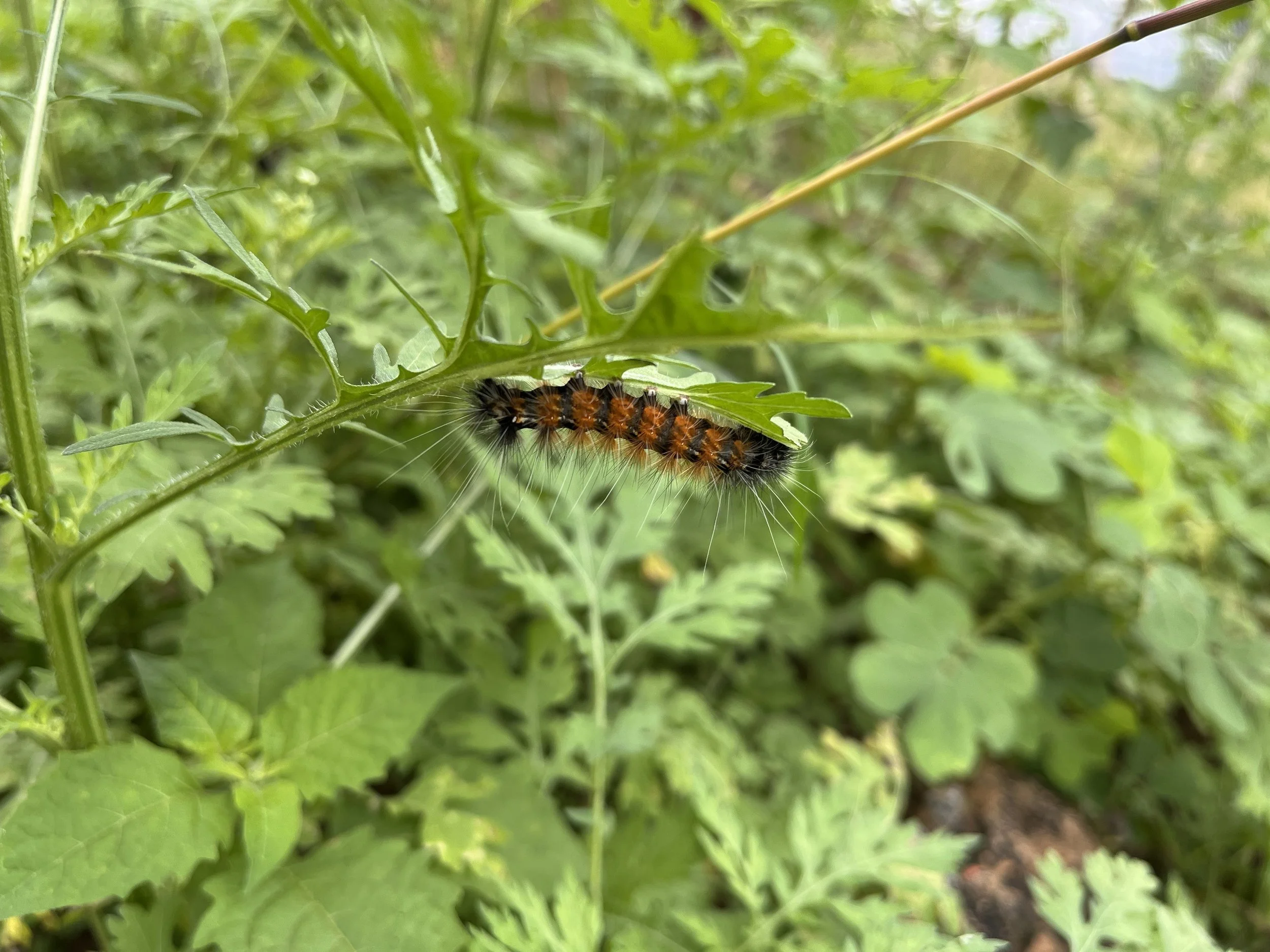 caterpillar.jpg