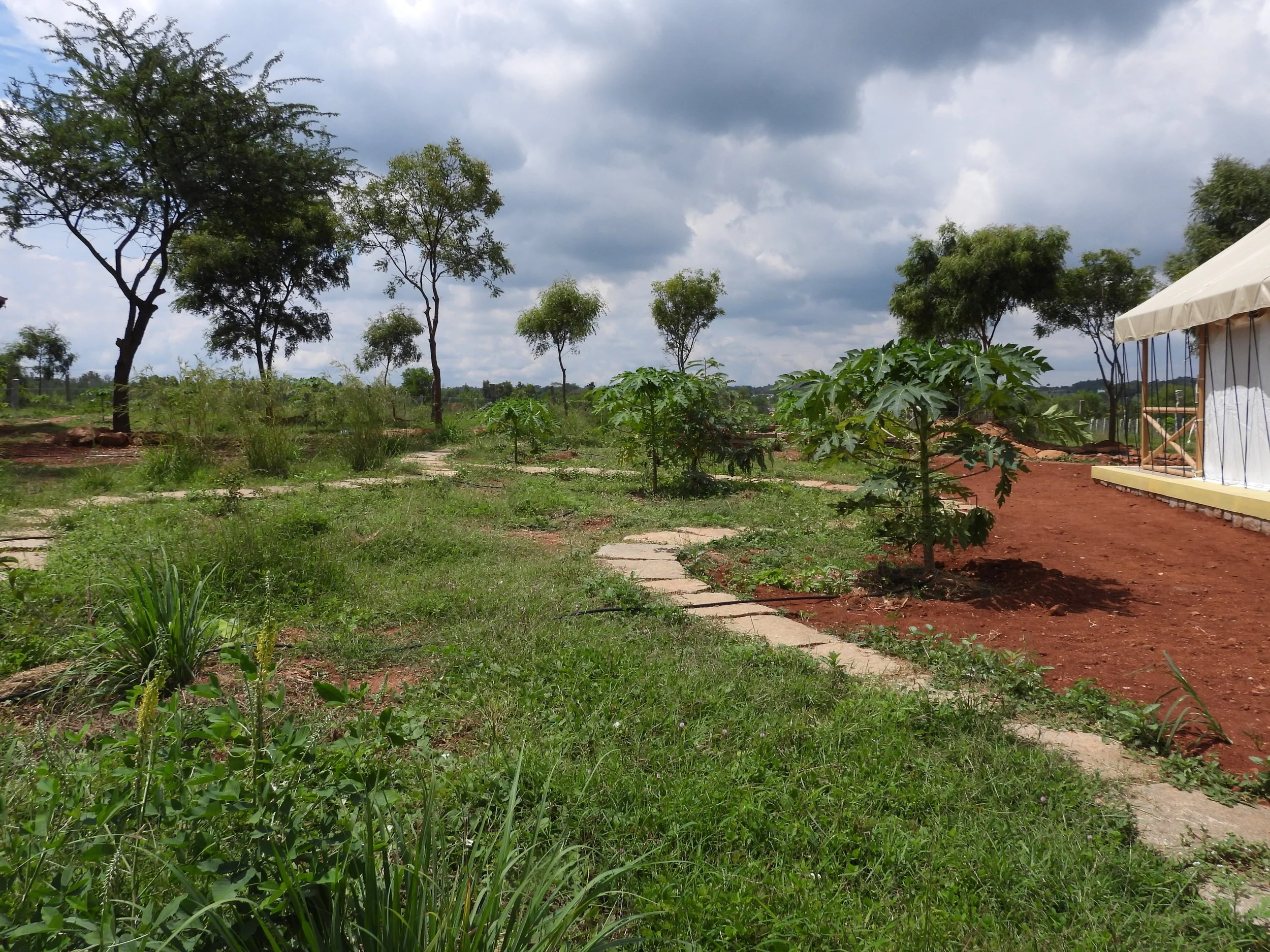 Food forest