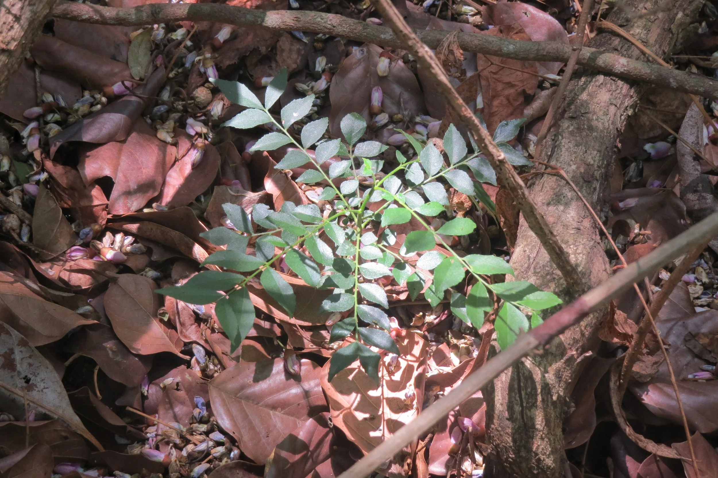 Murraya Koenigii (Curry Tree)