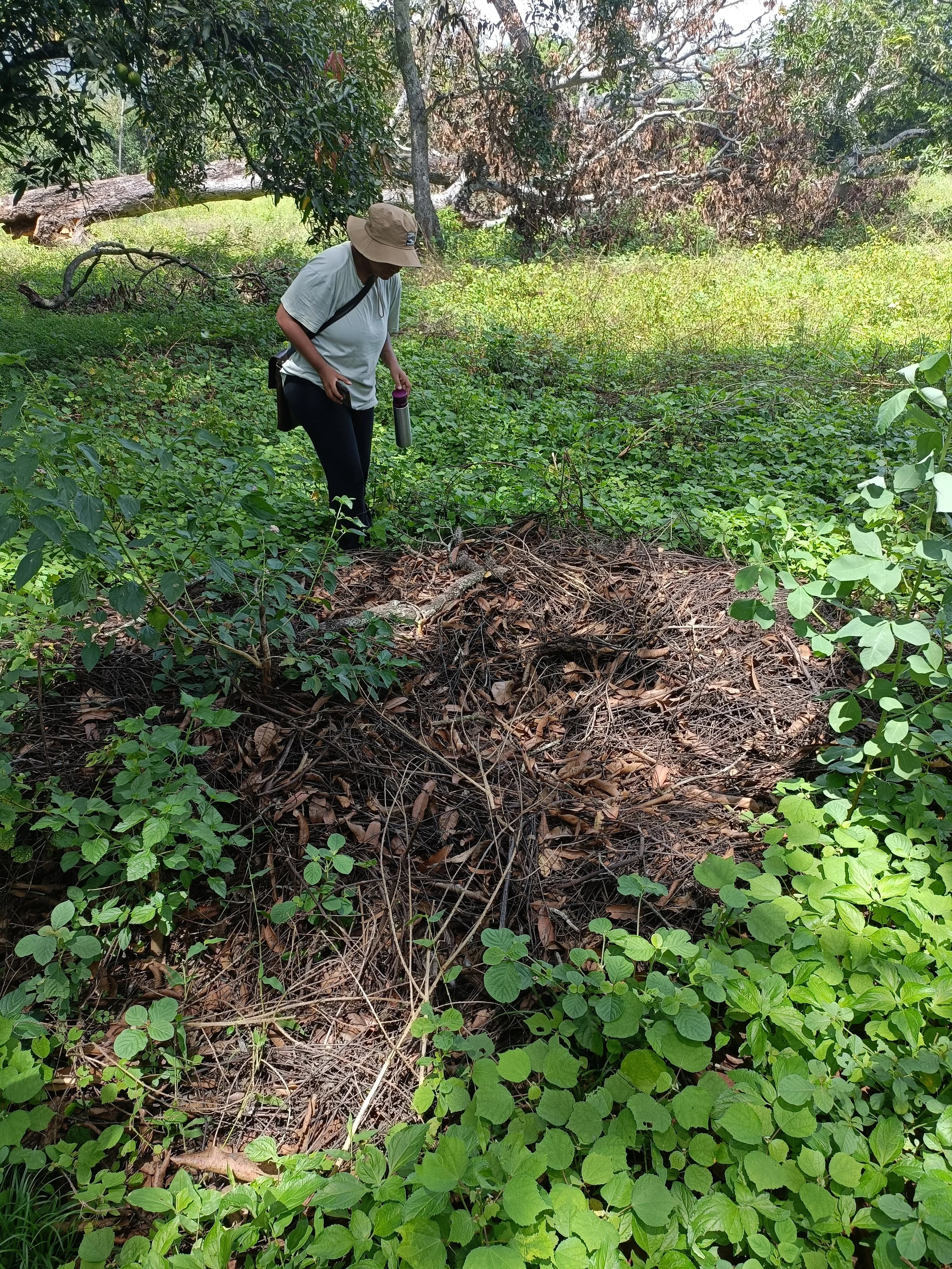 Deer nest on site