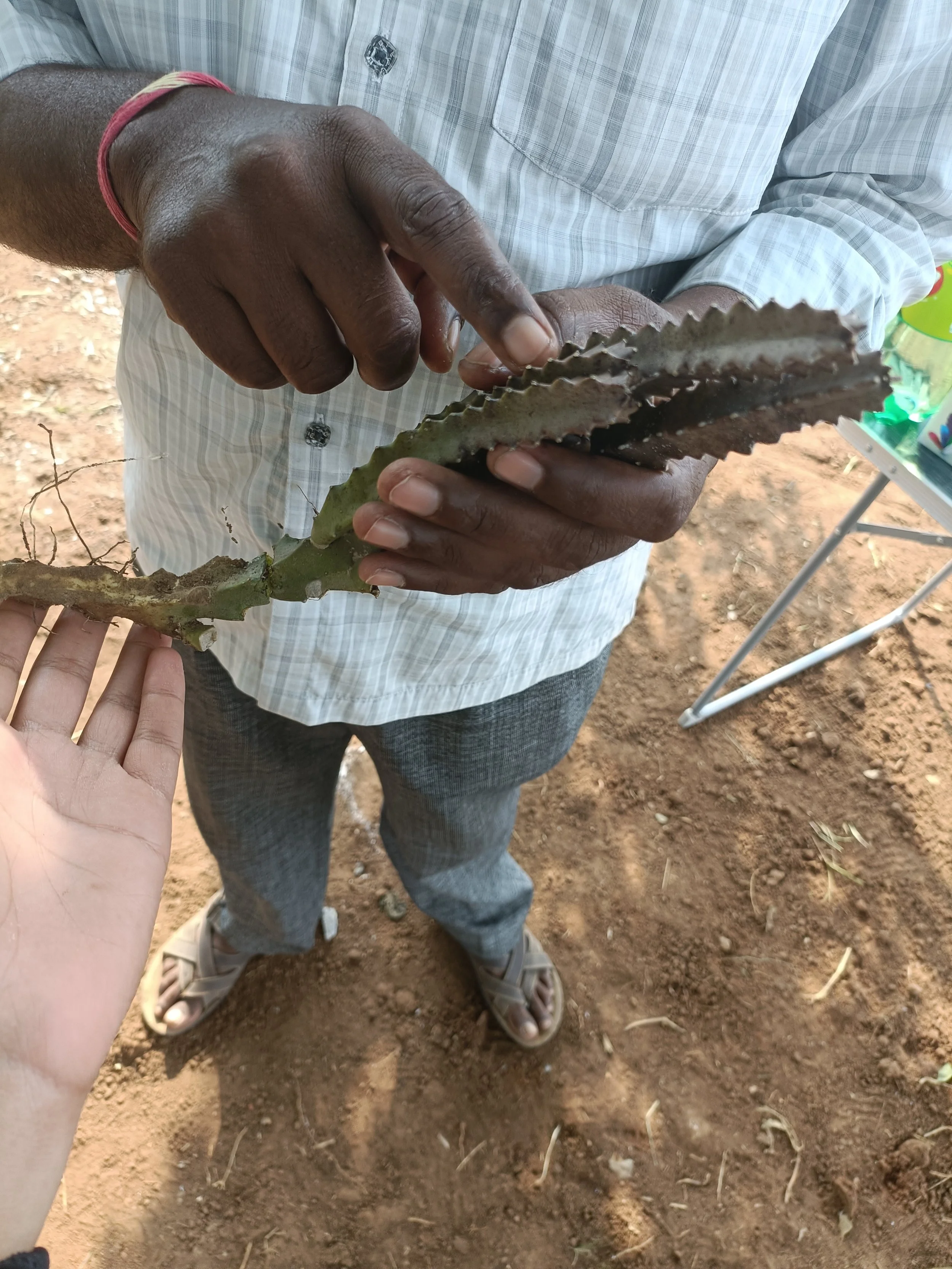 Learning about edibles from our workers and contractors