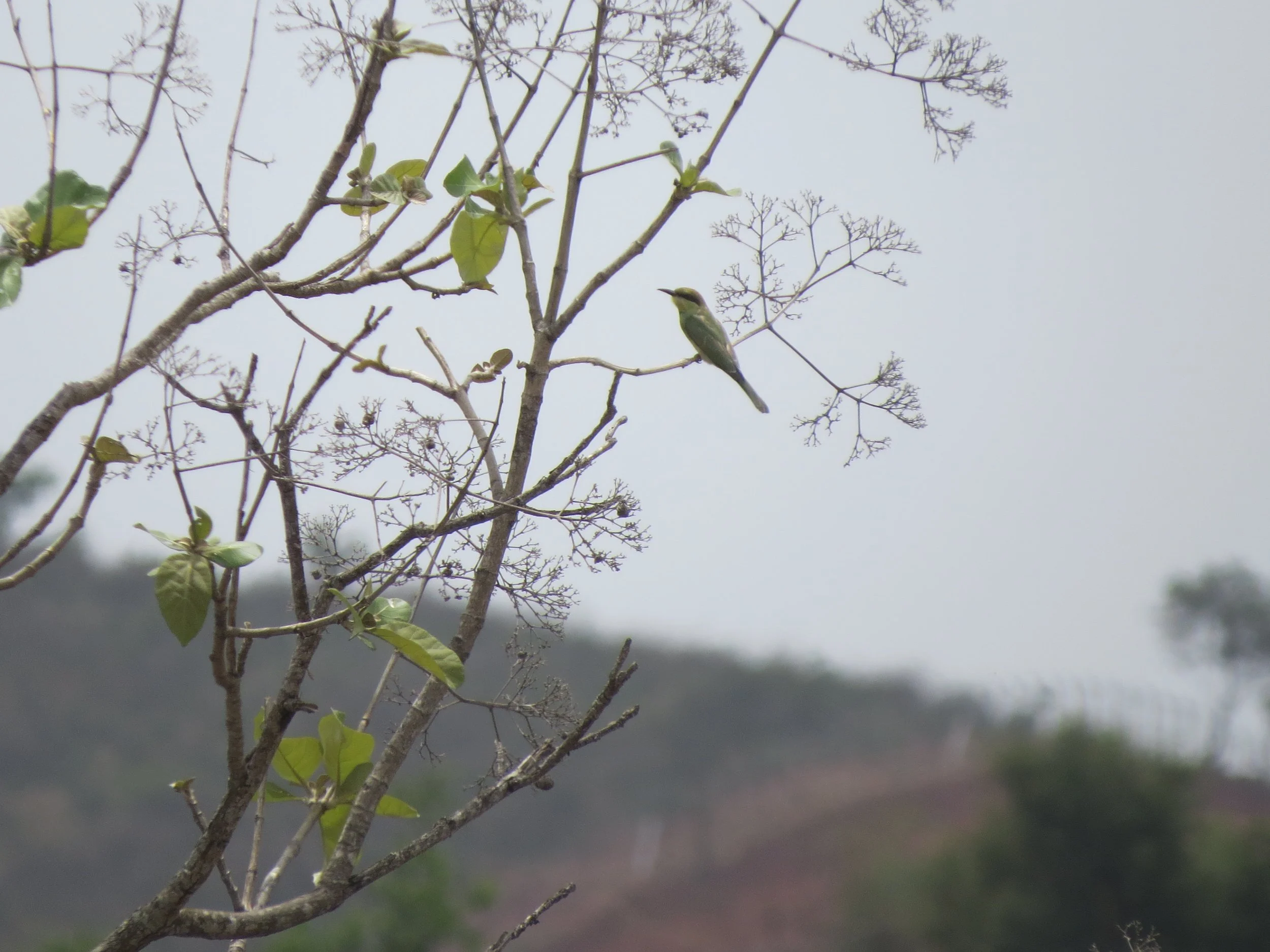 Asian Green Bee Eater