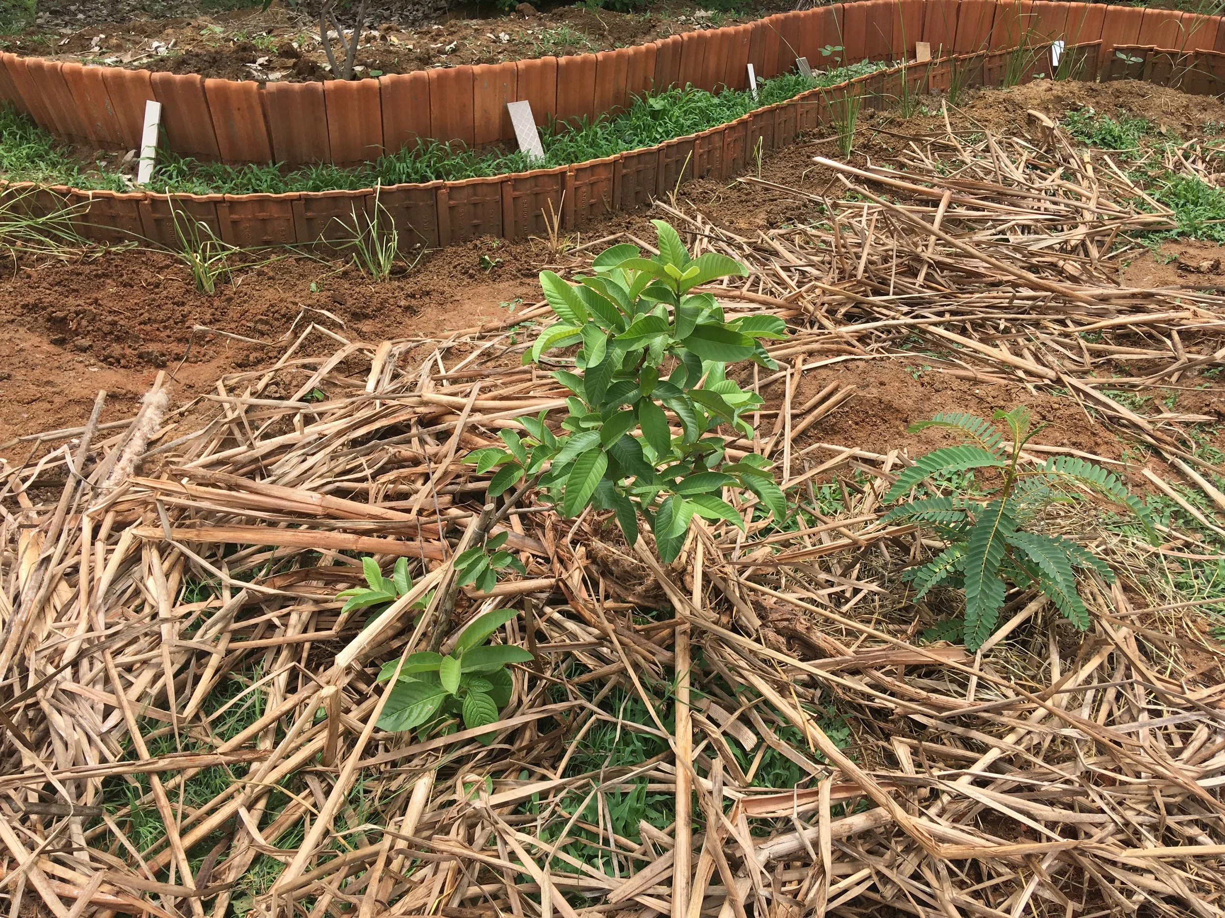 A Guava sapling mulched and planted along with a Sesbania nurse plant at our Jakkur Lake Community Garden project.