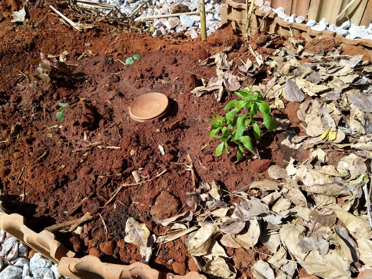 A Talinum (perennial spinach) and two Bindhis planted close to a clay pot to take advantage of the moisture seeping through its sides gradually. Following the picture, the remaining bare soil was also mulched with Honge leaves.