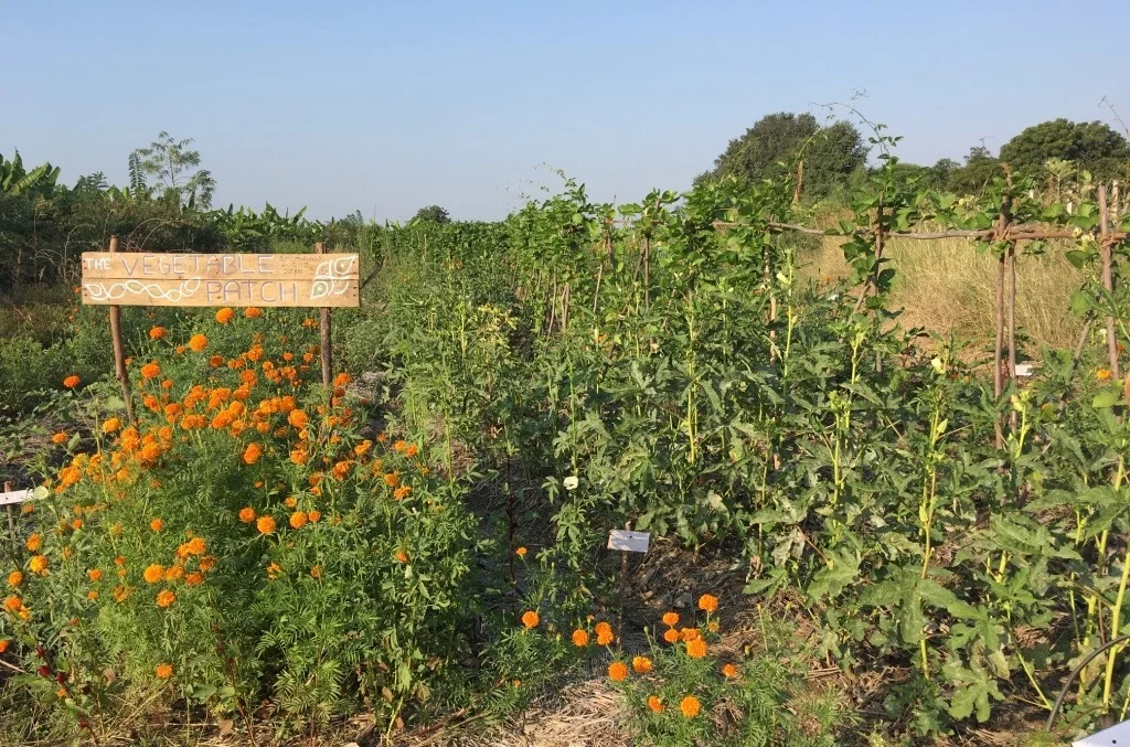 A vegetable garden at Polam Farm, Telangana