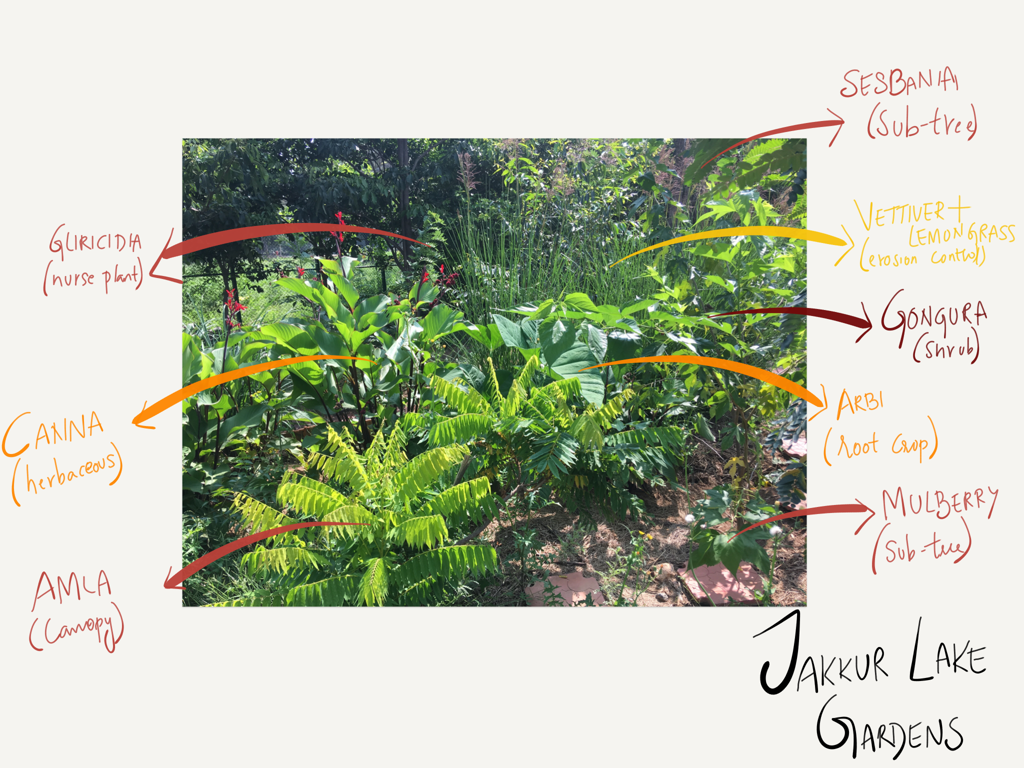 What is a Food Forest?