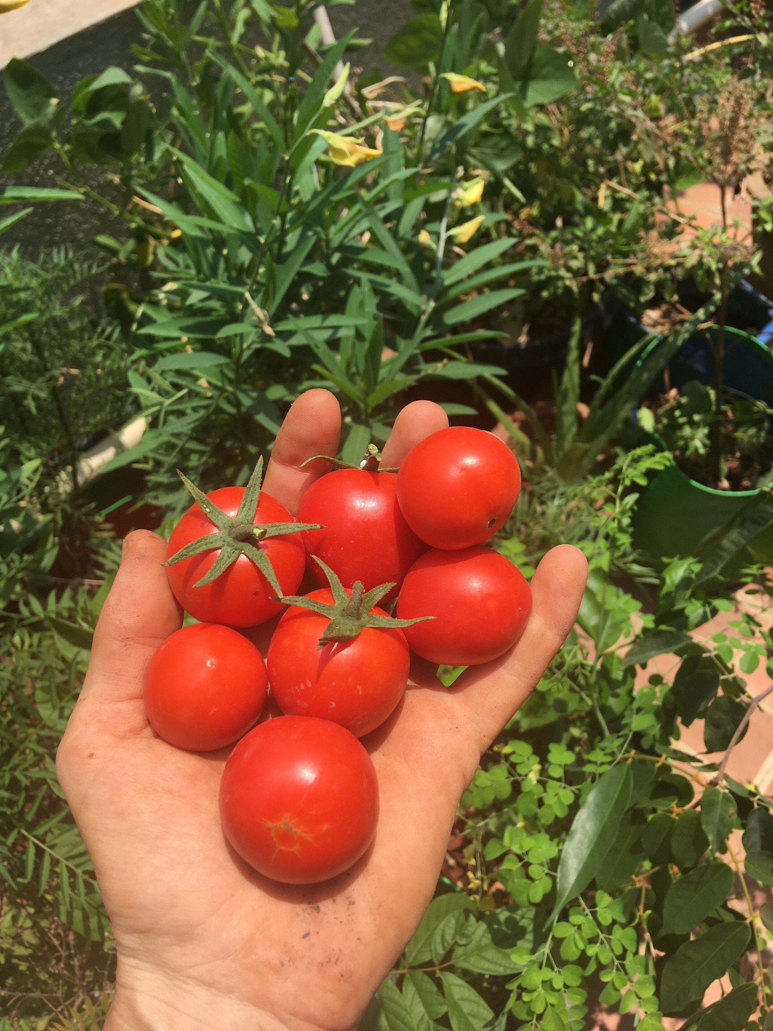  Anyone who has grown their own tomatoes knows there’s no comparison in flavour between homegrown and shop bought. 